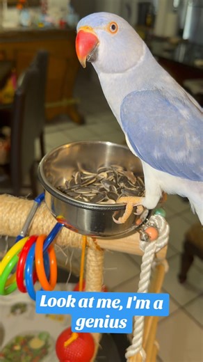 Look at me, I'm a genius #ringneck #birds #talkingparot #parrot #talkinganimal #cutebird #lorikeet