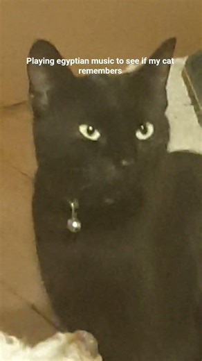 egyptian cat #ancient #hustory #egypt #cats #dogs #persianblackcat #toypoodle #ancientegypt