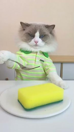 It's boring hack day with Puff, which is your favorite? #thatlittlepuff #puffknowsbetter