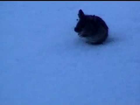 Modest Mouse - Mice Eat Cheese