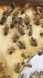 A strange honey bee behavior known as “washboarding” or “rocking” continues to elude an explanation! | Ben's Bees