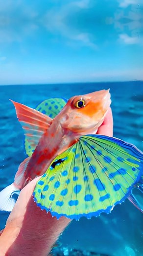 519K views · 14K reactions | Flying Gurnard  A Fish with Wings? | 1 Minute Animals Dive into the ocean depths and explore the fascinating world of the Flying Gurnard, a fish that appears to have wings, exhibiting an extraordinary blend of aquatic adaptations. #FlyingGurnard #MarineLife #OceanWonders #FishWithWings #UnderwaterMarvels | 1 Minute Animals | Facebook