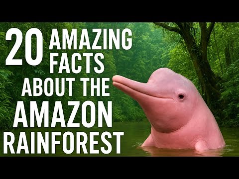#facts Mind-Blowing Facts About the Amazon Rainforest!