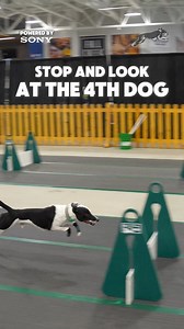 1.7M views · 7.1K reactions | Did racing dogs become cool overnight? | RundownRiver | Facebook
