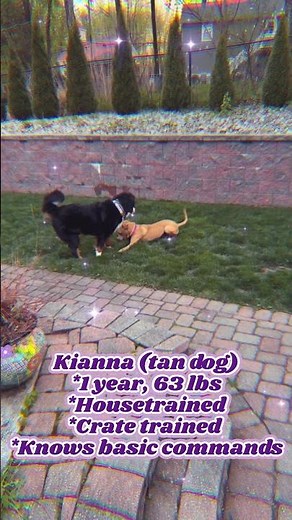 Eleventh Hour Rescue's Kianna playing with her canine friend