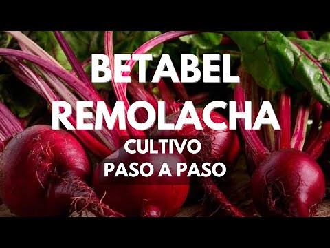 Cultivo de BETABEL/BETARRAGA/REMOLACHA paso a paso🌱