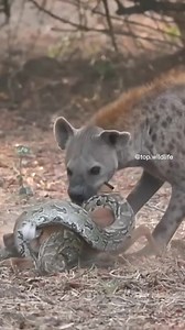 2.4K views · 12 reactions | Lions and Hyenas Attempt to Steal Python_s Prey 女 | FUNNY VIDEO | Facebook