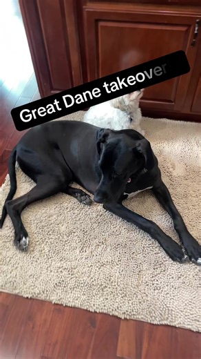 #tiktokteresa #muddymat #rug@Muddy Mat