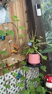 One random wildflower bloom 🌸 | Maddie Kerns