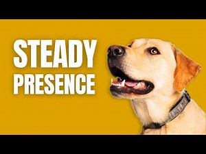 Labrador Retriever Explained: Steady, Easygoing, Always There