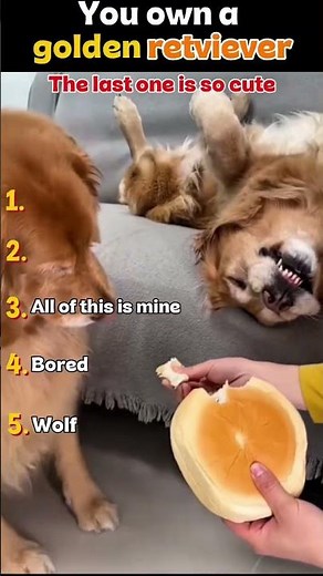 5 Stages of owning a Golden Retriever (The last one is 100% accurate!) 🐶