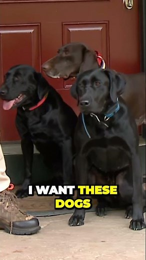 Dog Owners - Teach Your Dog to WAIT