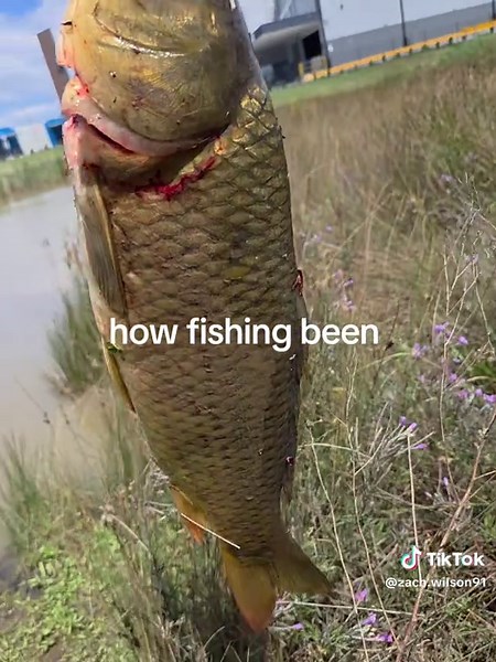 Ultimate Guide to Mangrove Jack Fishing Techniques