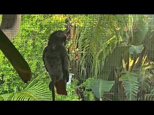 Bird Sanctuary Morning Conversation