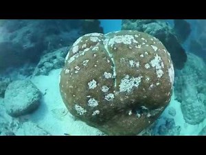 Thirty Years of Unique Data Reveal What’s Really Killing Coral Reefs