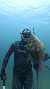Hawaiian Sling Spearfishing for Triggerfish! #spearfishing #fishing | Ryan Myers