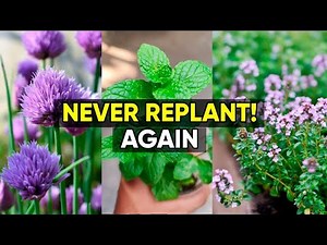 Compilation 8 Perennial Herbs You Can Harvest Year After Year vs 7 Fall Plants That Outshine Mums!