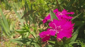 Herbaceous perennial ornamental plant originally from Europe and Asia. Dianthus Pink Carnation, The flowers have five petals, typically with a frilled or pinked margin, and are pale to dark pink Stock Video