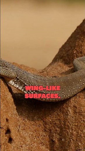 The Flying Dragon Lizard Uses Its Ribs to Glide Between Trees