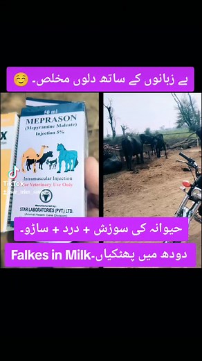 #Dairy_Expert #For_Study_Purpose #Field_Practitioner #Anwar_veterinary_clinic_jhang #Provide_Services_On_Your_Door_Step 🤎🐄