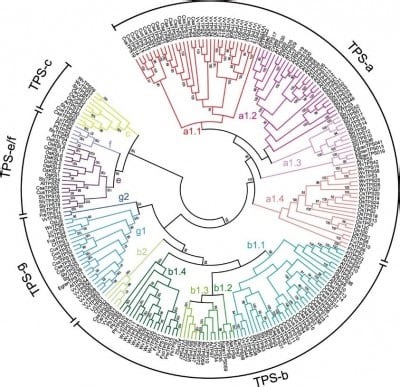 From Scents to Defense: Decoding the Genetic Drivers of Plant Terpenes | Newswise