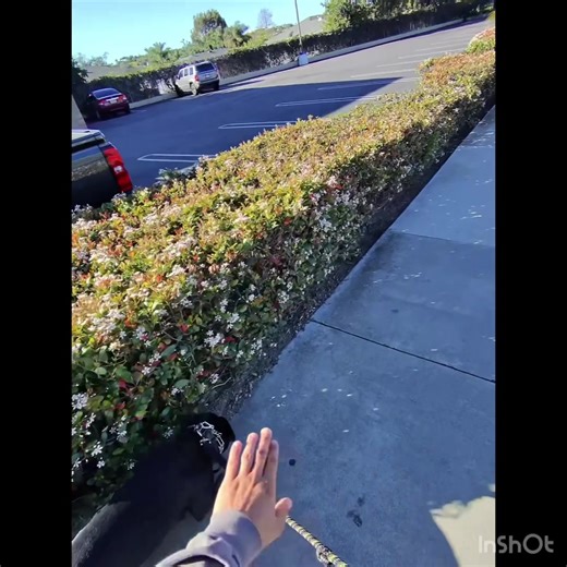 I will be starting a 4 part video on “The ideal Walk” Part 1 Ft. Travi the bully. This simply teach you how to train a dog on leash walking. The only time this changes is with a working dog or security dog. Your typical home dog will do just fine like this and you will see results in 1-3 walks #dogtrainer #dogtraining #dogsoftiktok #bully