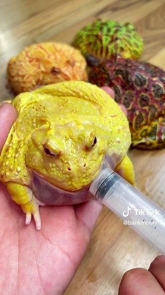 Colorful Frogs with Intricate Patterns and ASMR Sounds
