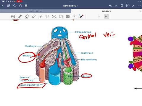 Bio lab 11 part 2 - Tissues of human organs - Khaled Salman