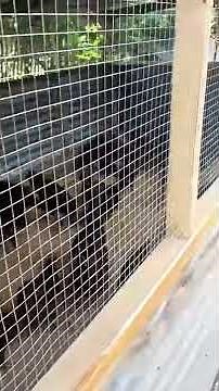 Simple chicken house design for backyard farming