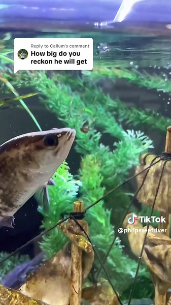 Bulking in Progress: Aquarium Fish Feeding Slow-Mo