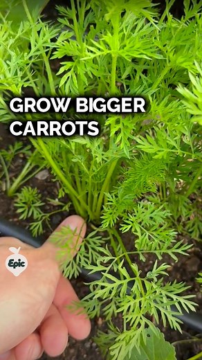 2.1M views · 33K reactions | THINNING CARROTS - Carrot seeds are...