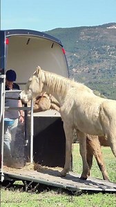 How to Load a Horse Into a Trailer Without Force