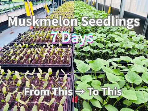 Muskmelon Seedlings – 7 Days of Growth | Greenhouse Timelapse