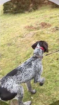 Train or teach a dog to stop chasing sheep INSTANTLY using an e-collar - NOT a ‘how to’ video