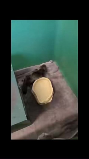 4.9K views · 251 reactions | Because we all need a very young...