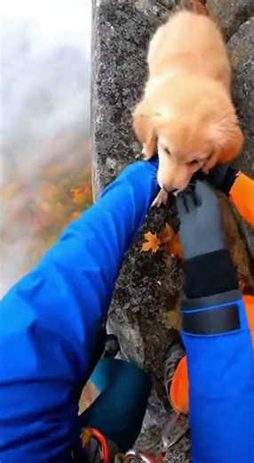 Stranded puppy rescued from cliff by mountain climbers