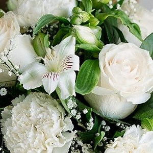 Les meilleures et les plus belles fleurs blanches de la nature ▷➡️ Postposmo