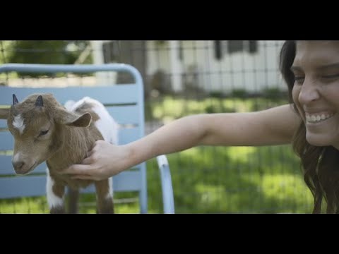 Goats of Anarchy | New York Live TV