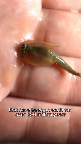 Watch triops grow in my closed ecosystem