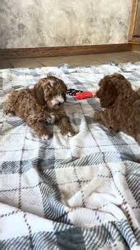 Cockapoo puppies for sale in Iowa! #iowa #puppy #cockapoo #cute