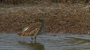 7.9K views · 299 reactions | The curlew gets its name from its distinctive, plaintive call. In Scotland, they’re sometimes known as ‘whaups’. #WorldCurlewDay | RSPB | Facebook