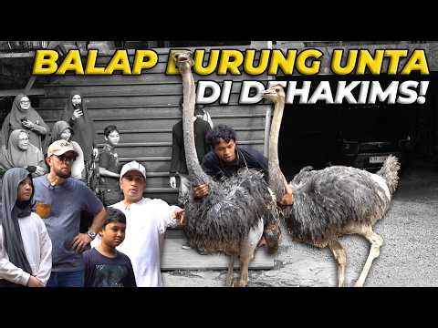 BULE CEKO KAGUM LIAT HEWAN YANG ADA DI DEHAKIMS!