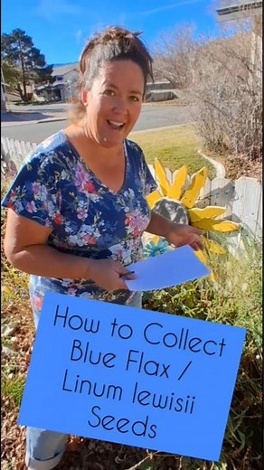How to Collect Blue Flax / Linum lewisii Seeds