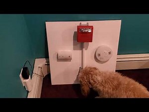 Puppy Pulls the Fire Alarm!