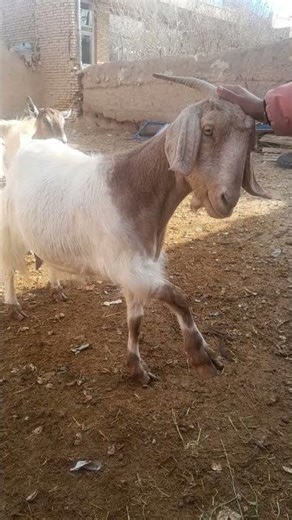 This goat thinks she’s a flamingo 😂🐐