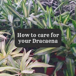 How to Grow and Care for Dracaena🪴🪴🪴 #dracena #indoorplants #indoorplantsdecor #indoorplantstyling #garden #gardening #gardenlove #gardenparty #gardenideas #gardendesign #gardeninspiration #gardeninspiration #gardenlife #gardening #gardenlife #plantsofinstagram #plants #plantsmakepeoplehappy #plantshop #plantslover #plantsofinstagram #plantsmakemehappy #plantsplantsplants #plantes #plantlife #plantlover #plantlover #plantbased #beauty #houseplants | Decor & Beauty
