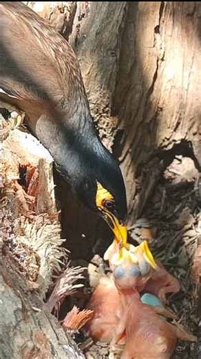 Myna mother is feeding her hungry baby's (p1) #viral #trending #shorts #youtubeshorts #ytshorts