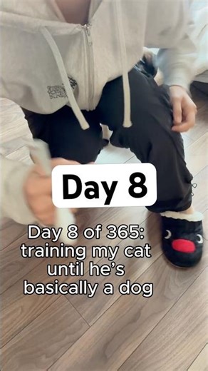 Day 8 of 365: training my cat until he’s basically a dog
