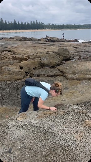 🌏 Come along with jtcoffee and giacaches as they find GCHFT2, the world’s first EarthCache! 🌏 What’s your favorite EarthCache? 👀 Video by giacaches. Video: The video begins showing a geocacher in a brushy environment. It cuts to a clip of a wallaby. The geocacher walks across a rocky intertidal zone. They point at the ground to highlight erosion that looks like a honeycomb. The video cuts to a clip that shows tidepools. Then, the video cuts back to the geocacher standing on the eroded rock. #