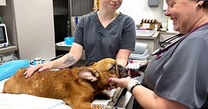 21 French bulldogs rescued from Midwest breeder, now fostered in Hampton Roads